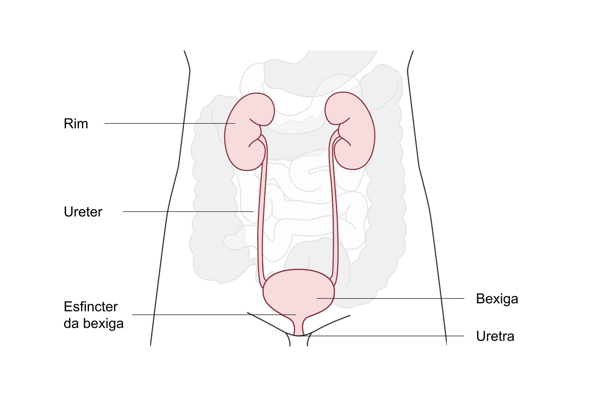 ilustração-do-trato-urinário