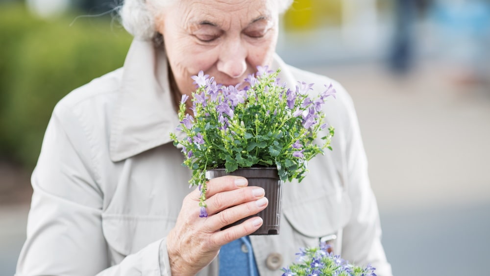 mulher idosa cheira a planta em flor