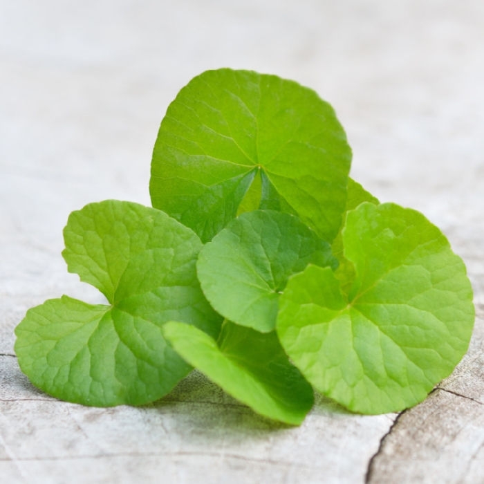 tratamento-de-feridas-gama- - Centelha-Asiática